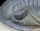 Zlichovaspis Trilobite - Great Eye Facets #27568-8